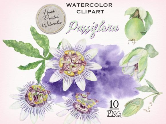 Download Passion Flower Watercolor Clipart - Art Collection