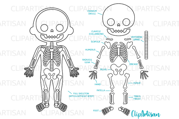 Download Human Skeleton Clipart Digital Stamps - Art Collection